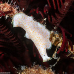 Polycladida