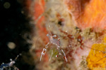 Urocaridella