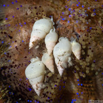 Eulimidae