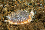 Sea Snails