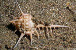 Sea Snails