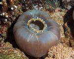 Invertebrates