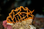 Reticulidia
