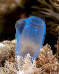 Rhopalaea