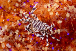 Eumedoninae