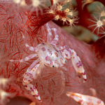 Crabs