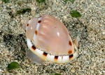 Cassidae