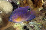 Pomacentridae