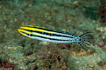 Blennies