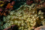Poritidae