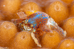Pseudocryptochirus