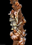 Majoidea