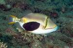 Rhinecanthus
