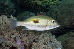 Lethrinidae