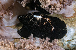 Ovulidae