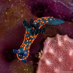 Nembrothinae
