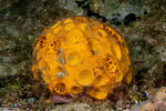 Sponges