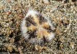 Spatangoidea
