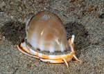 Phalium