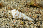 Terebrinae