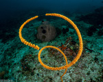 Black Corals