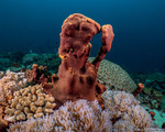 Calcarea