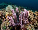 Haliclona