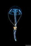 Trachylinae