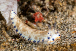 Dermatobranchus