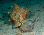 Brissidae