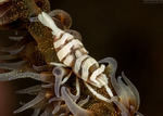 Pontonides