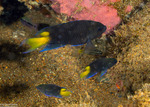 Neopomacentrus
