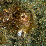 Stolidobranchia
