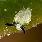 Sacoglossa