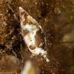 Columbellidae