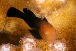Paragobiodon