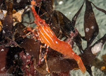 Pandaloidea