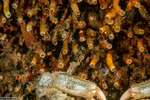 Vermetidae