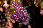 Eusynstyela