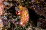 Pyuridae