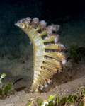 Pennatulacea