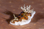 Doriprismatica