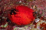 Pseudocolochirus