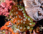 Aliciidae