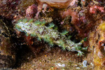 Tritoniidae