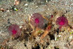 Phloeodictyidae