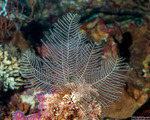 Macrorhynchia