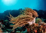 Octocorallia