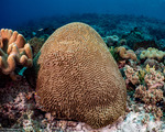 Hexacorallia