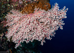 Nidaliidae